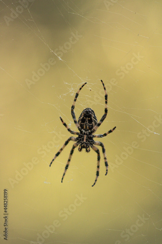 Macro shot of European garden spider