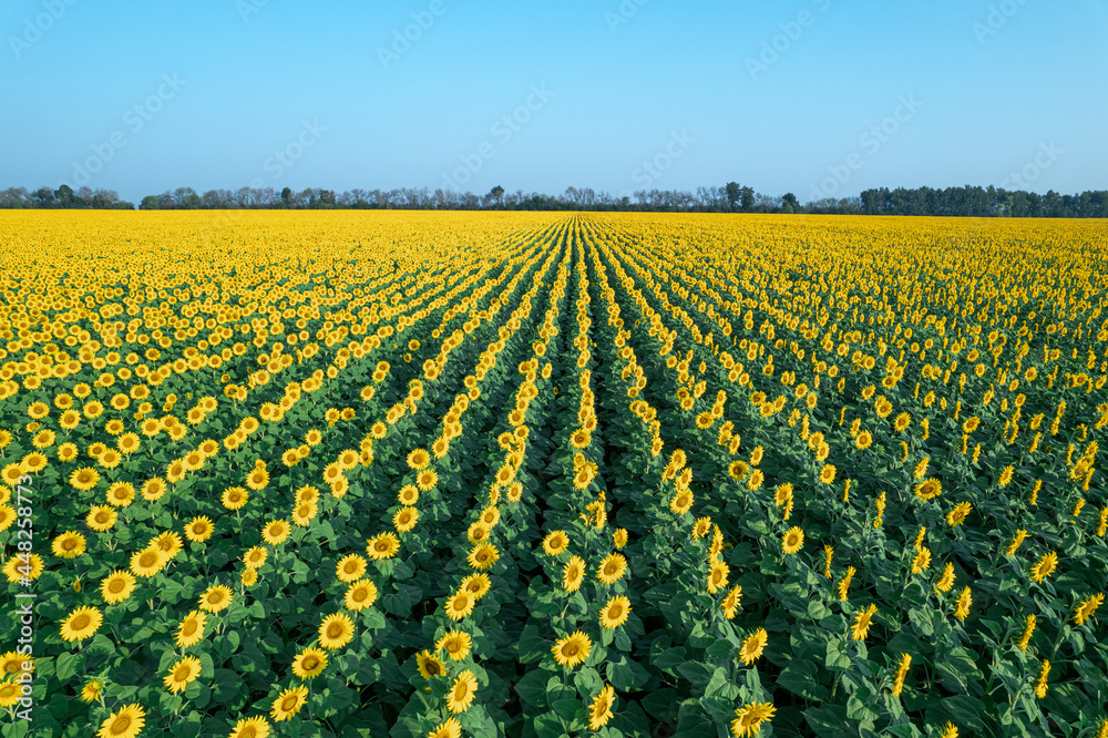 Aerial view of the field of flowering sunflowers