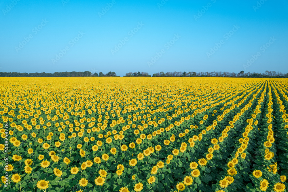Aerial view of the field of flowering sunflowers Aerial view of the field of flowering sunflowers