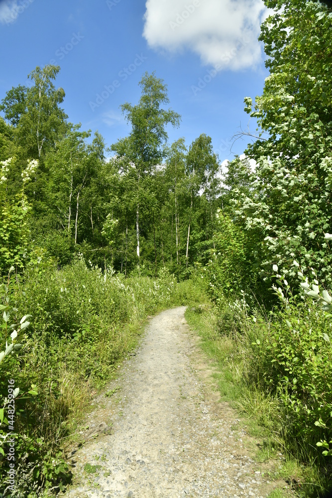 Chemin entre fougères et orties menant aux Etangs des Enfants Noyés en Forêt de Soignes à Watermael-Boitsfort