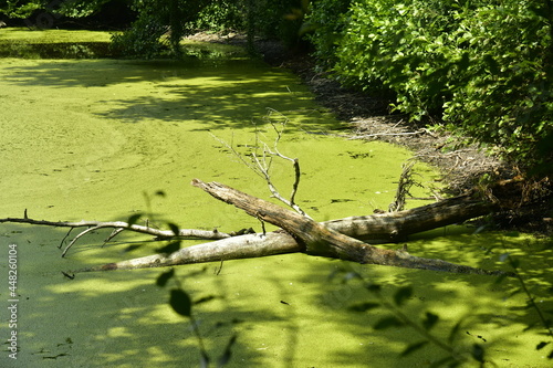 Mousse et micro-organismes verts couvrant l'étang principal des Etangs des Enfants Noyés en forêt de Soignes à Watermael-Boitsfort  photo