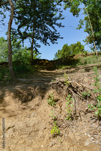 Climbing along a sand-clay hill along trees with bare roots - 1