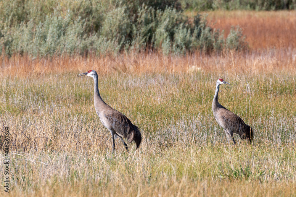 Pair of Sandhill Cranes in Idaho in Summer Pair of Sandhill Cranes in Idaho in Summer