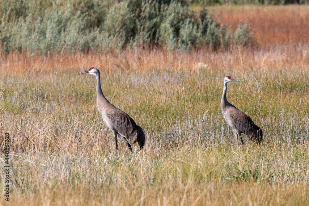 Pair of Sandhill Cranes in Idaho in Summer