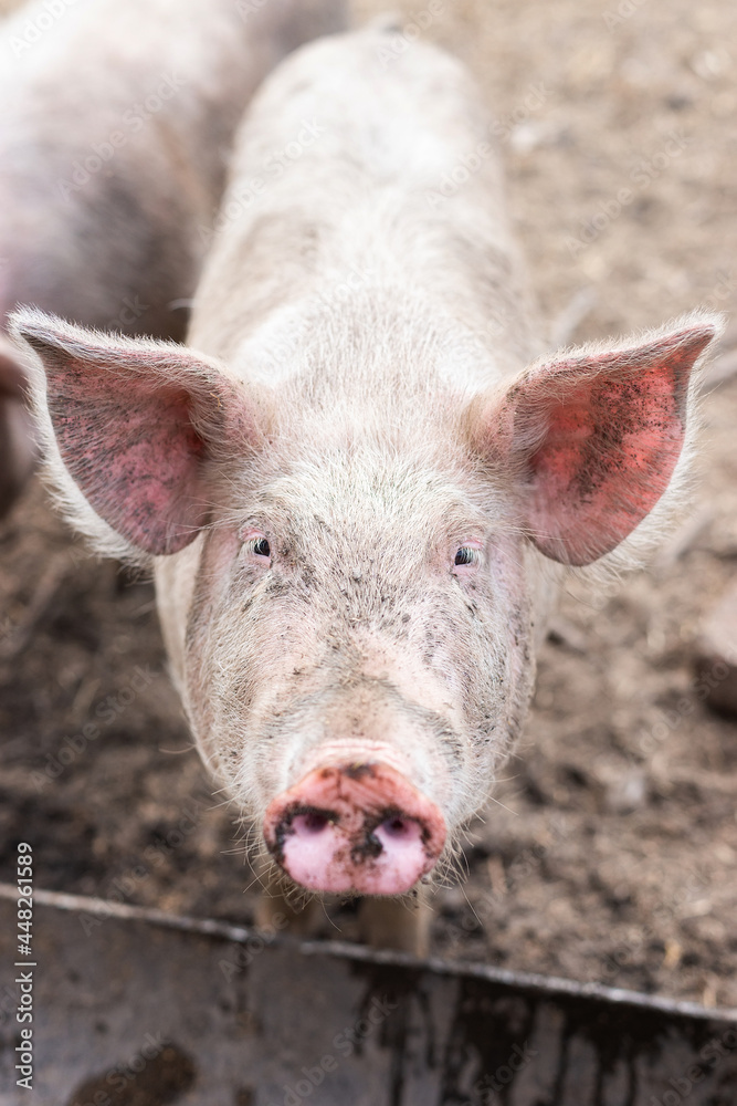 Pig farming raising and breeding of domestic pigs Pig farming raising and breeding of domestic pigs