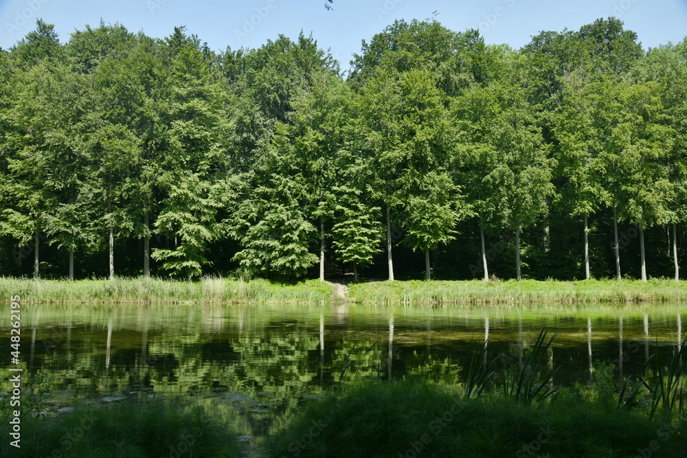 Les arbres majestueux en rangées se reflétant dans les étangs longs et étroits au parc de Tervuren à l'est de Bruxelles Les arbres majestueux en rangées se reflétant dans les étangs longs et étroits au parc de Tervuren à l'est de Bruxelles