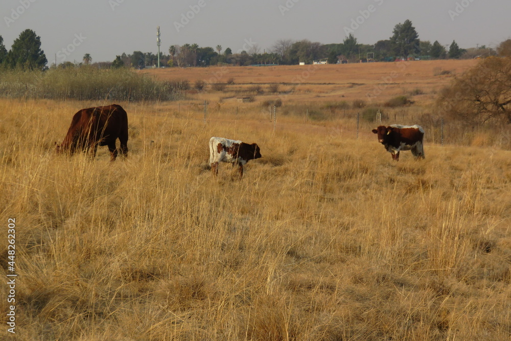 cows in a field during the winter. Grass is brown and dull and dry
