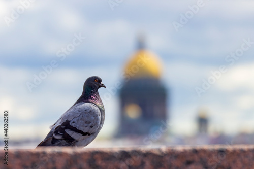 A pigeon sitting on the granite parapet of the embankment in St. Petersburg.