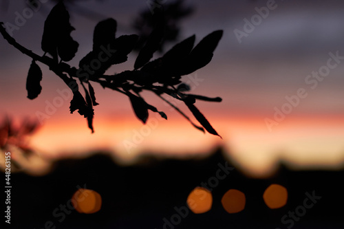 Leaves infront of beautiful sunset colored sky.  Nature in city.