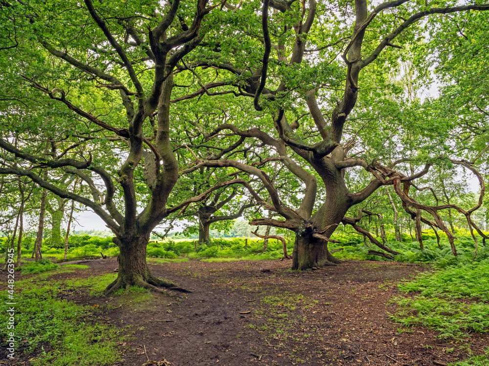 Twisted oak trees at Skipwith Common, North Yorkshire, England Twisted oak trees at Skipwith Common, North Yorkshire, England