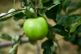 Green apples hanging on a branch, close up, Concept of growing