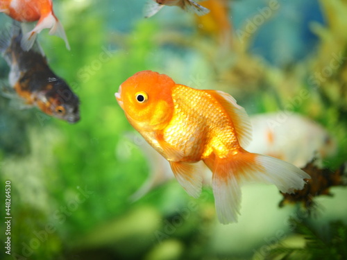Beautiful goldfish fascinates, Beautiful goldfish mesmerize, Swim in an aquarium with clear water