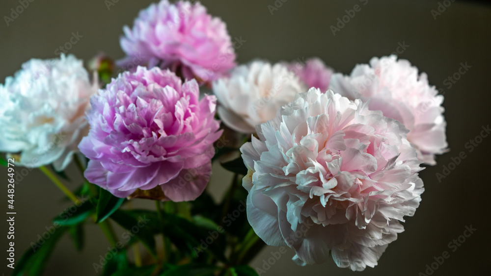 Peonies flowers bouquet