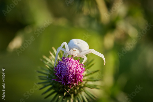 Weiße Spinne auf Distelblume. Veränderliche Krabbenspinne, Deutschland photo