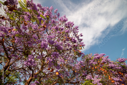 Jacaranda mimosifolia sub-tropical tree