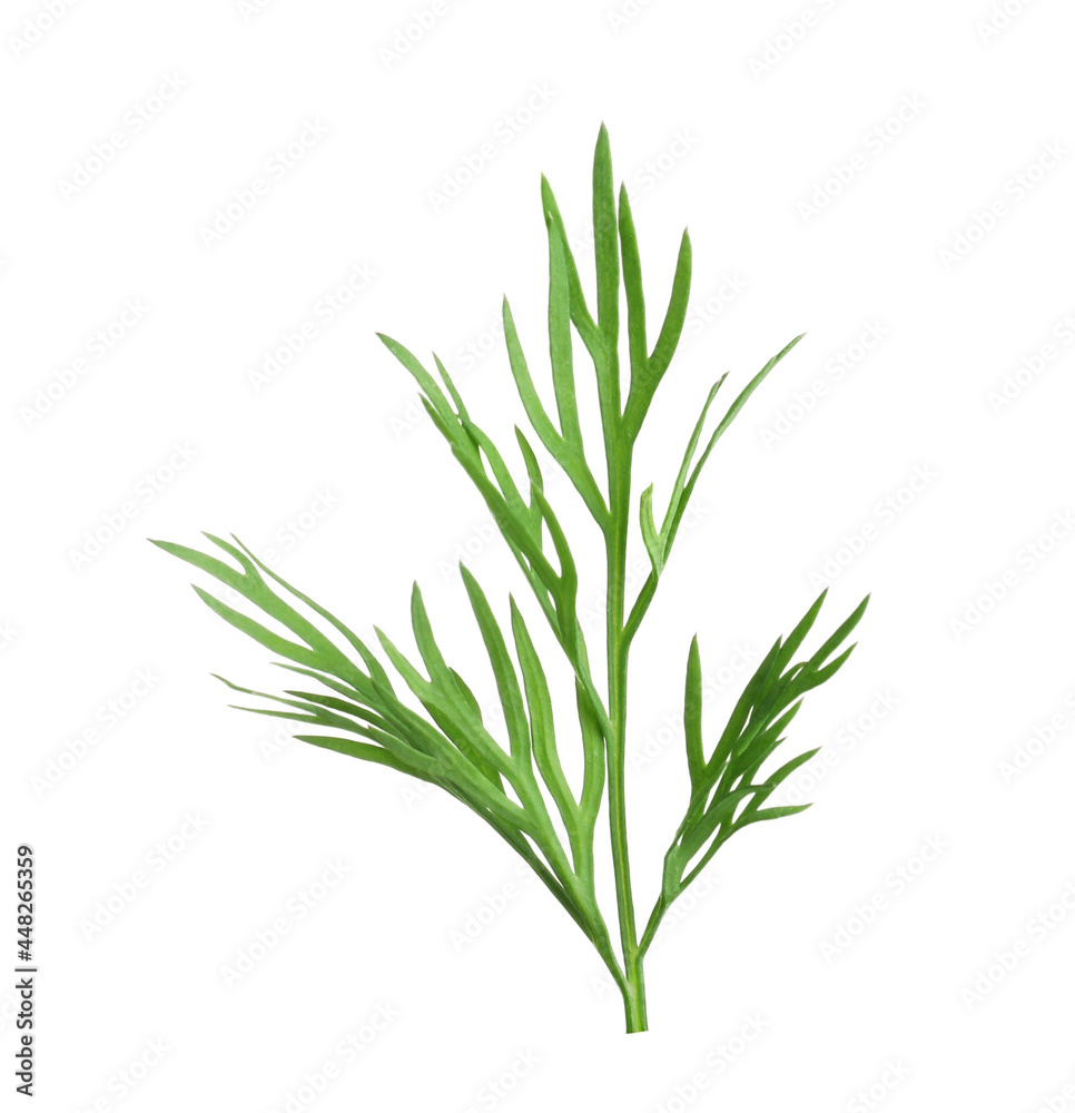 Sprig of fresh dill isolated on white