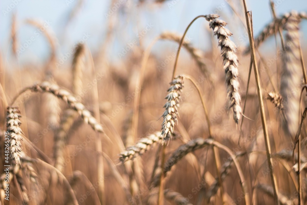Fototapeta premium golden wheat field in summer