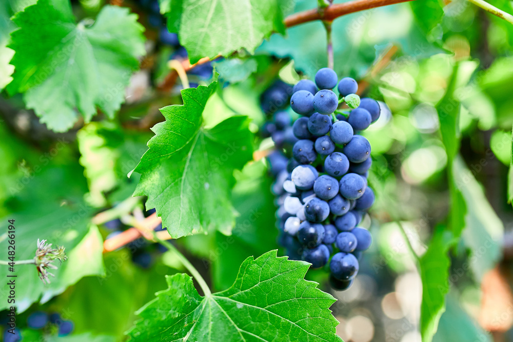 A bunch of grapes ready for picking in a vineyard, Concept of growing