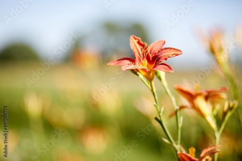 Lilie bl  hnt in Wiese  Nahaufnahme mit Unsch  rfe im Hintergrund  Sch  nes Blumenmotiv f  r Fr  hling oder Sommer.