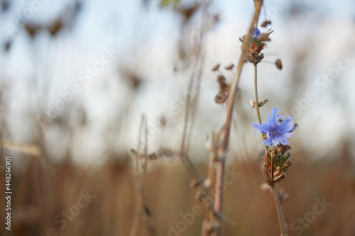 Blaue Blumen in Wiese oder Feld, Frühling oder Sommermotiv mit Unschärfe im Hintergrund und Details