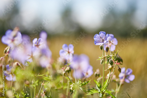 Lila Blumen in Wiese oder Feld  Fr  hling oder Sommermotiv mit Unsch  rfe im Hintergrund und Details