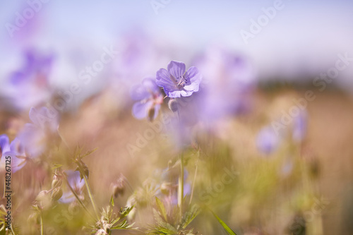 Lila Blumen in Wiese oder Feld, Frühling oder Sommermotiv mit Unschärfe im Hintergrund und Details