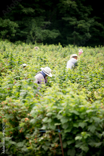 Migrants Farmworkers picking fruits in a plantation