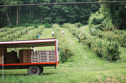 Migrants Farmworkers picking fruits in a plantation