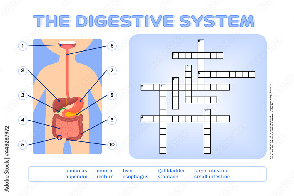 Crossword Puzzle. The Digestive System. Fun Educational Game for Kids ...