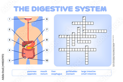 Crossword Puzzle. The Digestive System. Fun Educational Game for Kids. Testing the Knowledge of Schoolchildren. Flat Color Cartoon style. Page from the Workbook for Printing. White background. Vector