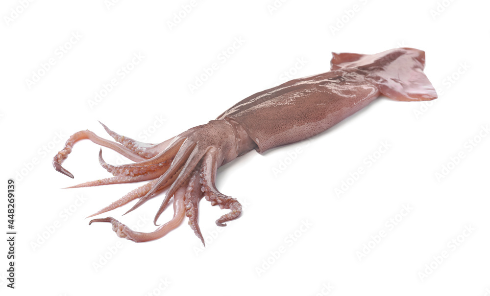 Obraz premium Raw squid isolated on white. Fresh seafood