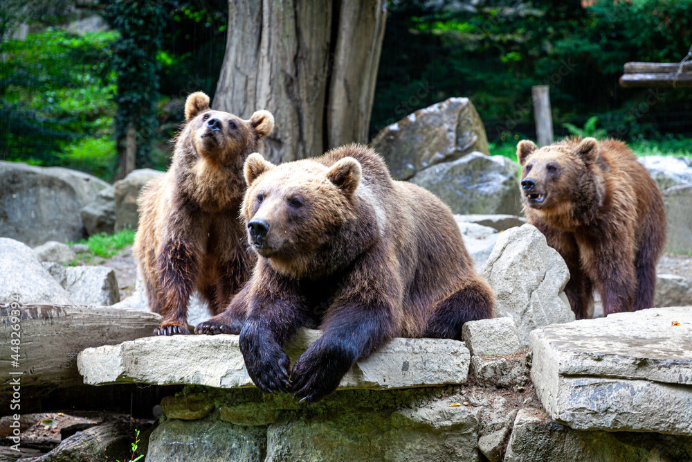 Fototapeta premium bear in argeles gazost zoo