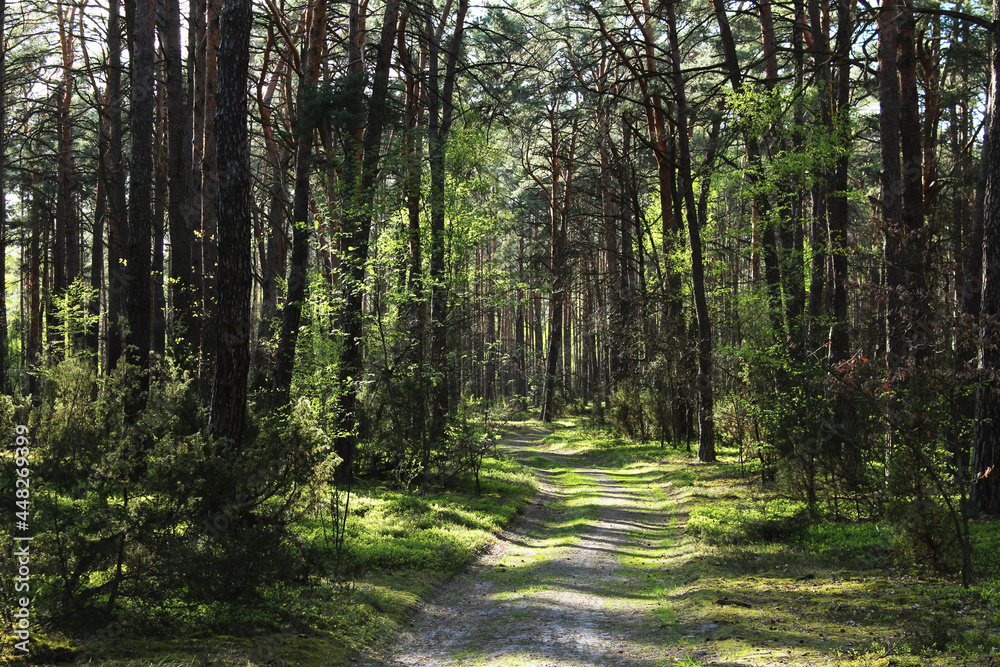 Obraz premium Sunlit forest path in summer, peaceful woodland landscape