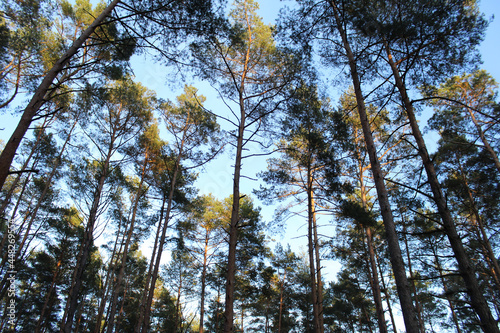 view of trees in the forest