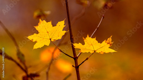 Yellow maple leaves in the forest on a tree close up on a blurred background during sunset in warm autumn colors