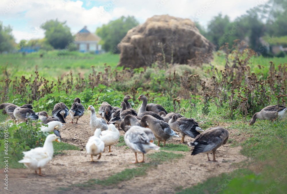 A flock of geeseon the ruralfarm