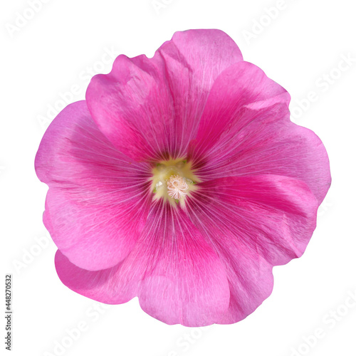 Pink mallow flower on a white background.