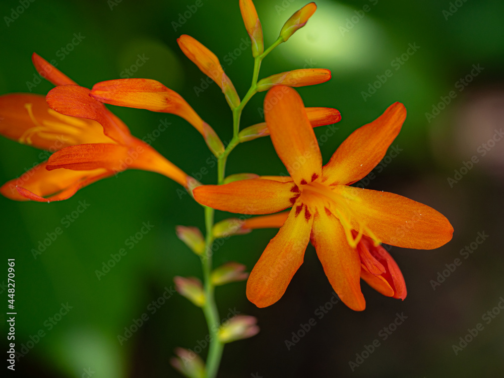 natureza, flor, planta, macro, jardim natureza, flor, planta, macro, jardim