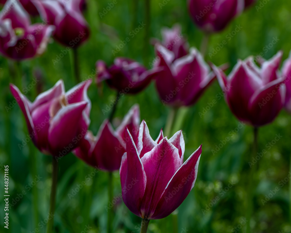 Lily Rosa Tulips, Window on the Waterfront, Holland, MI Lily Rosa Tulips, Window on the Waterfront, Holland, MI