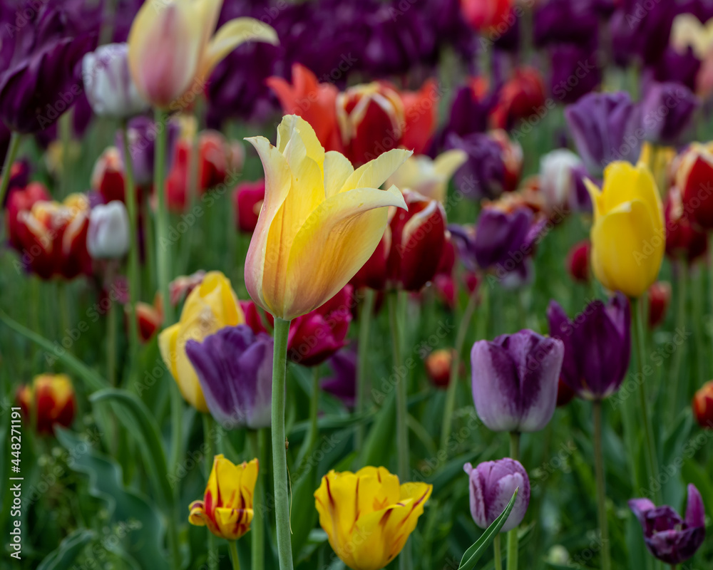 Tulips at Window on the Waterfront, Holland, MI