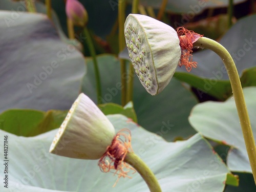 Lotus