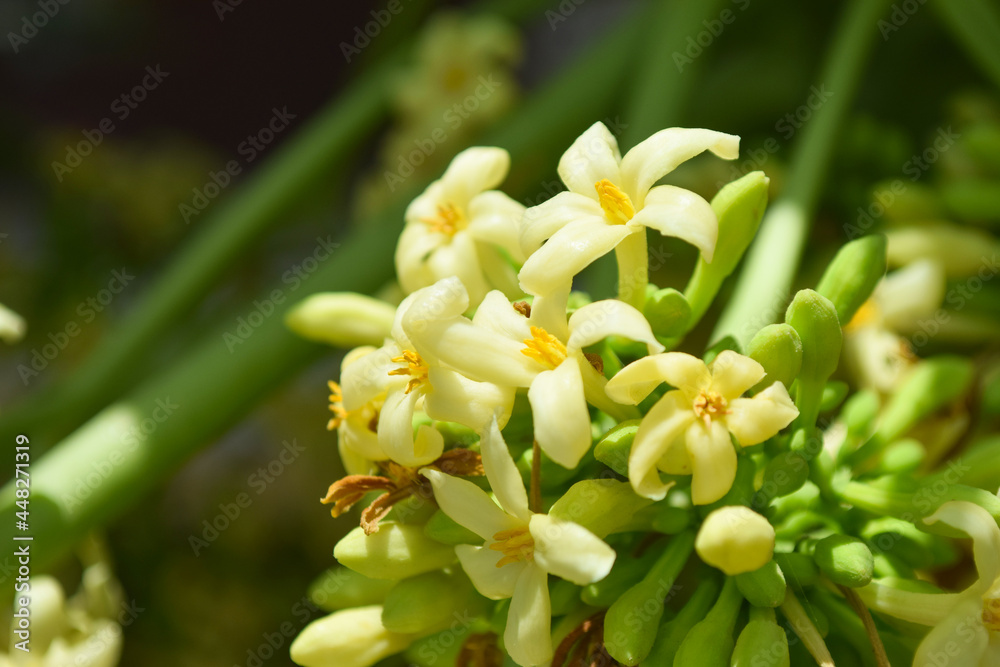 Fototapeta premium Papaya flowers in garden, nature food flora outside fruit bloom pollen