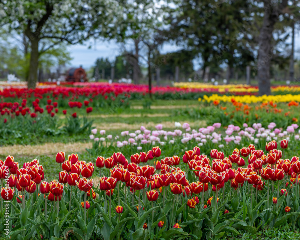 Tulips at Veldheer Tulip Gardens, Holland, MI