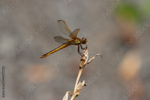 Profile of a Needham's skimmer dragonfly at rest photo