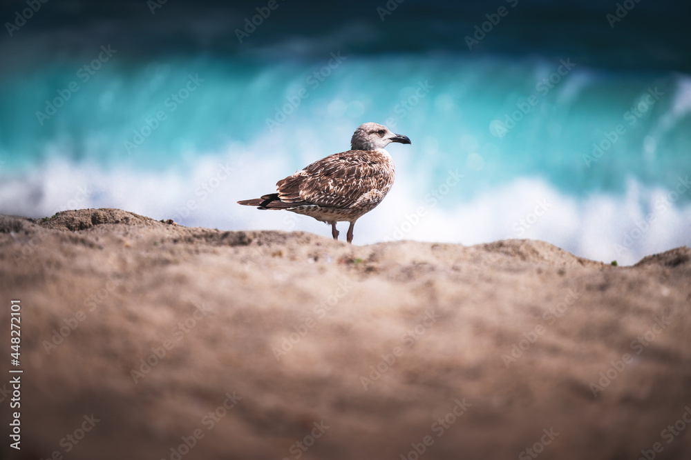 Seagull on the beach sand against the sea Seagull on the beach sand against the sea
