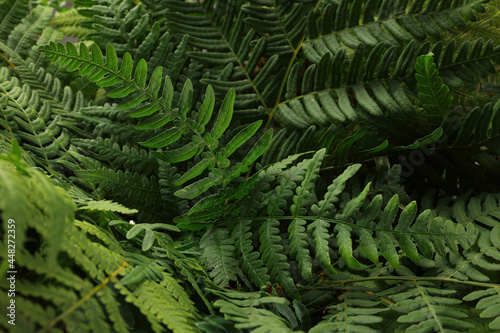 Green fern plant with lush leaves as background