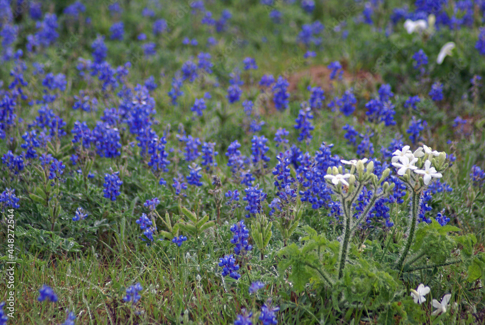 Texas Bluebonnets in Springtime