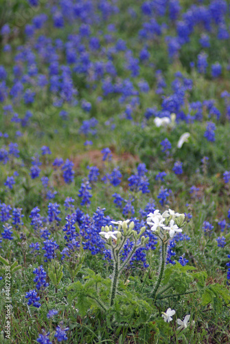Texas Bluebonnets in Springtime