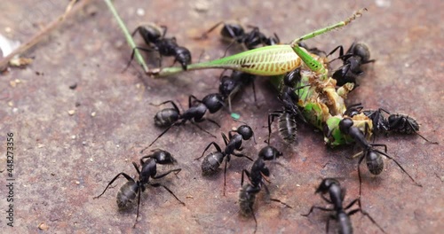 black wood ants eating dead cricket photo