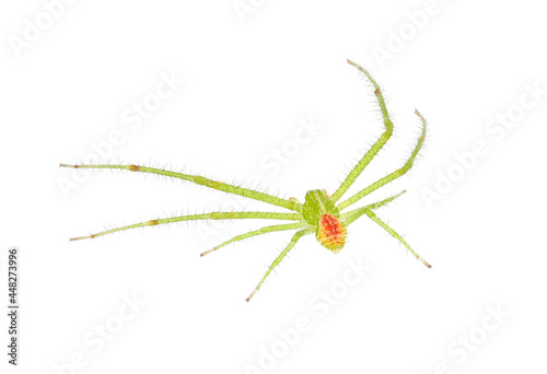 Crab spider isolated on white background, Heriaeus sp.